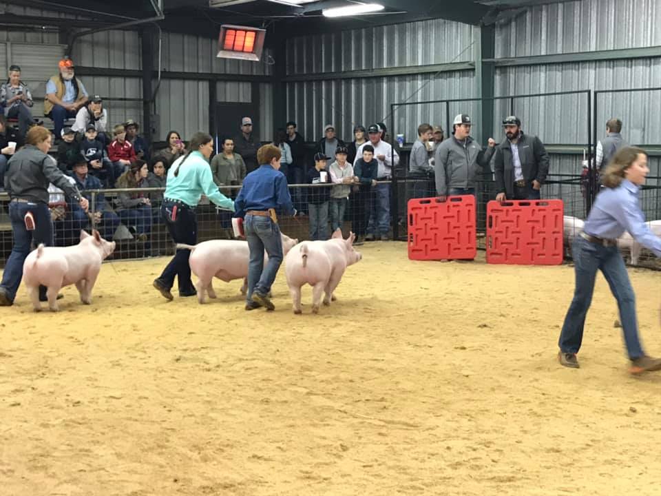 Pig Show 10