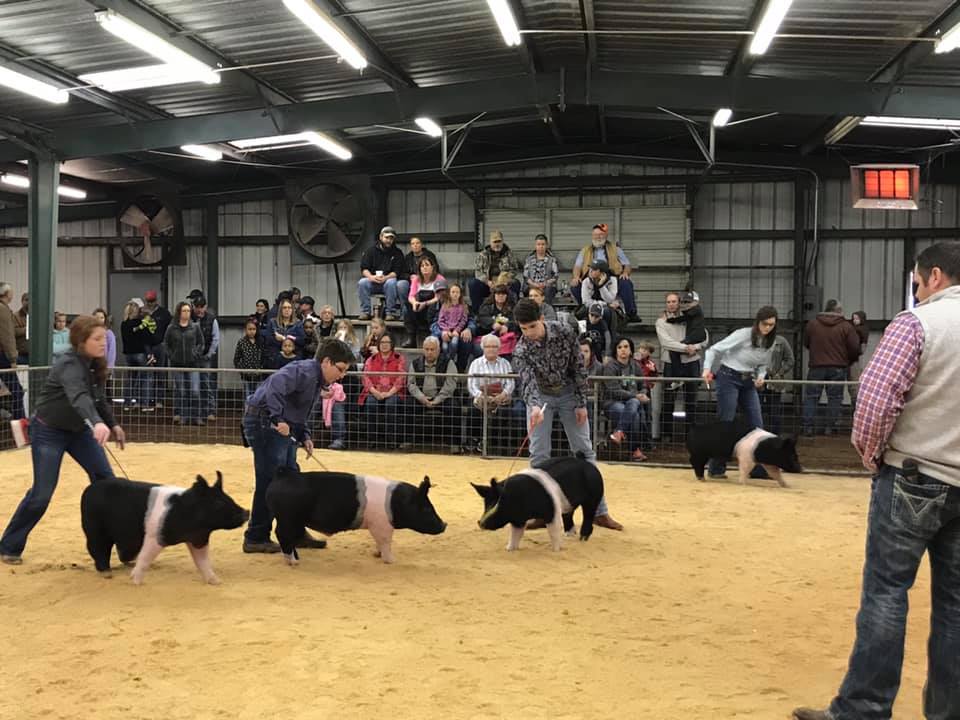 Pig Show 3
